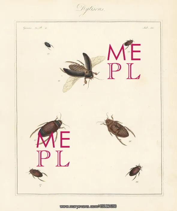 : Great diving beetle, lesser silver water beetle, etc : Great diving beetle, lesser silver water beetle, etc