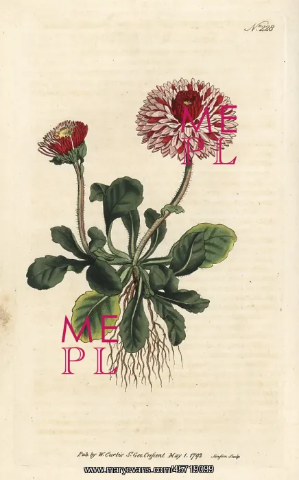 : Great double daisy, Bellis perennis var. major flore pleno : Great double daisy, Bellis perennis var. major flore pleno