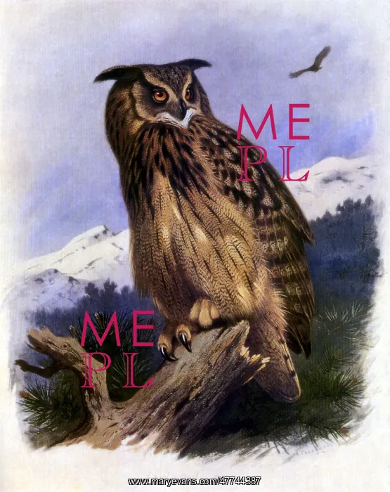  : Great Eagle Owl (Bubo bubo)