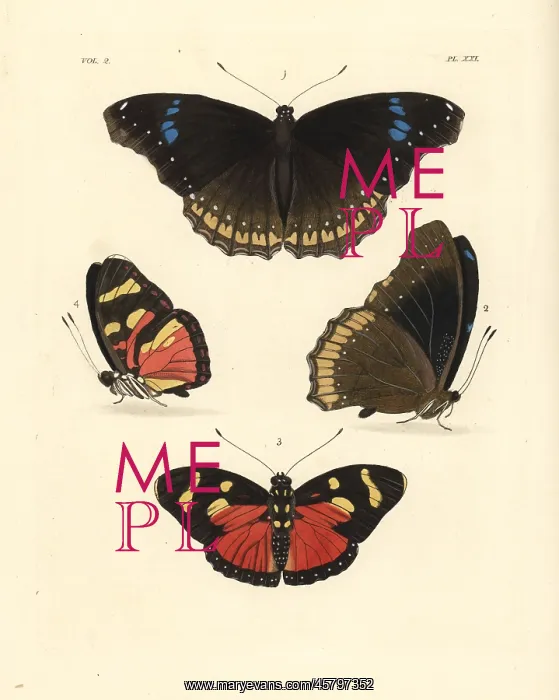 : Great eggfly and perseis mimic forester butterflies : Great eggfly and perseis mimic forester butterflies