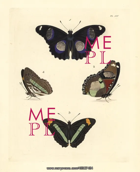 : Great eggly and iphiclus sister butterfly : Great eggly and iphiclus sister butterfly