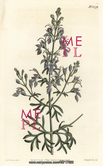  : Great-flowered germander, Teucrium orientale
