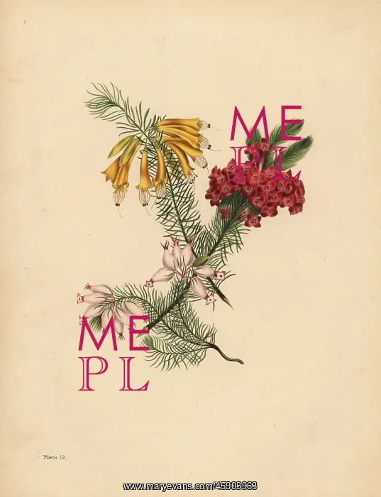 : Great flowered Heath, Bright red Heath, Porcelain : Great flowered Heath, Bright red Heath, Porcelain