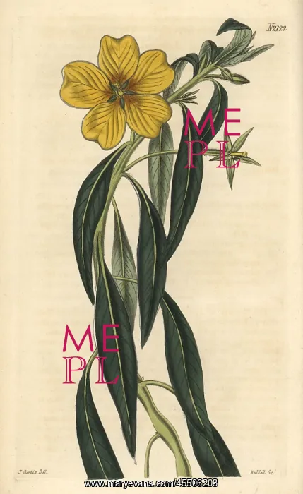 : Great-flowered jussieua, Jussieua grandiflora : Great-flowered jussieua, Jussieua grandiflora