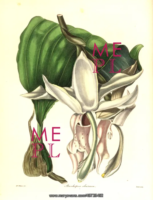 : Great flowered stanhopea orchid, Stanhopea grandiflora : Great flowered stanhopea orchid, Stanhopea grandiflora