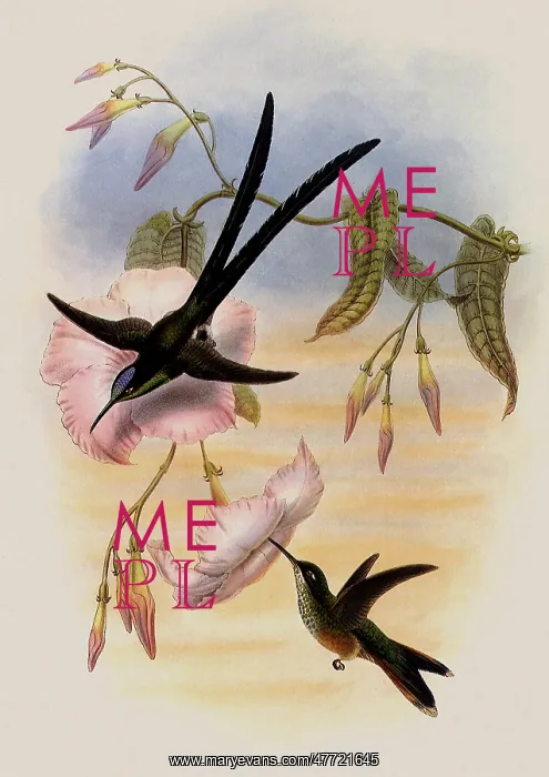 : Great Forked-Tailed Hummingbird, Hylonympha Macrocerca : Great Forked-Tailed Hummingbird, Hylonympha Macrocerca
