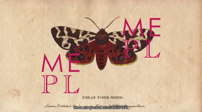 : Great or garden tiger moth, Arctia caja : Great or garden tiger moth, Arctia caja