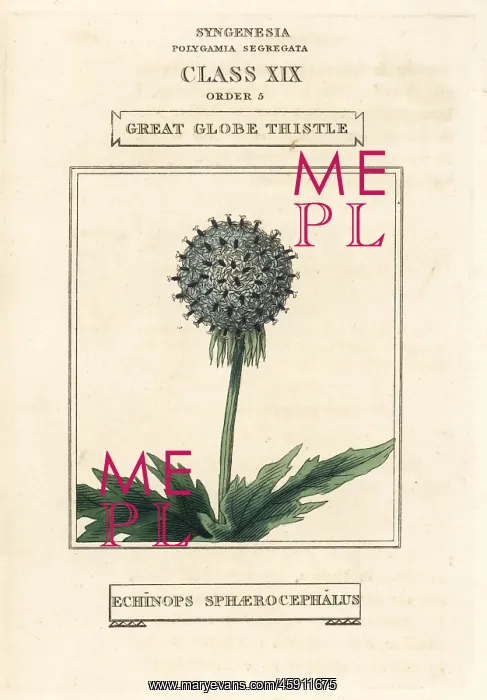 : Great globe thistle, Echinops sphaerocephalus : Great globe thistle, Echinops sphaerocephalus