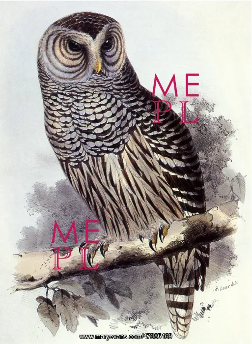  : Great Gray Owl