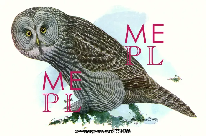  : Great Gray Owl