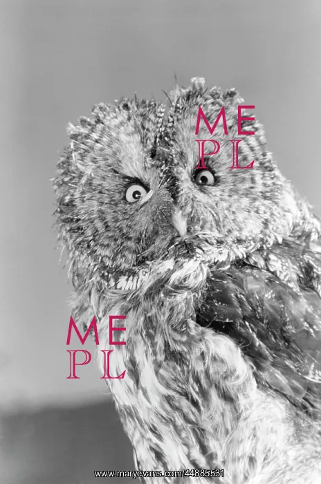  : Great Gray Owl Strix Nebulosa