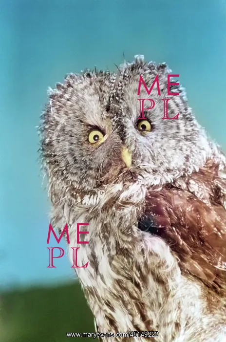 : Great Gray Owl Strix Nebulosa Staring Looking : Great Gray Owl Strix Nebulosa Staring Looking