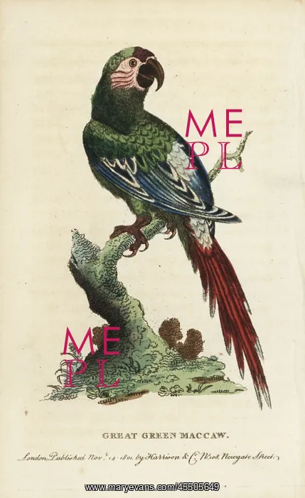 : Great green macaw, Ara ambiguus : Great green macaw, Ara ambiguus