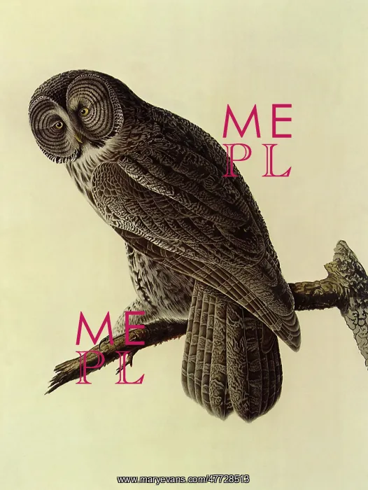  : Great Grey Owl