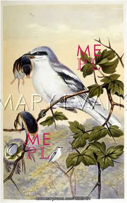 : GREAT GREY SHRIKE : GREAT GREY SHRIKE