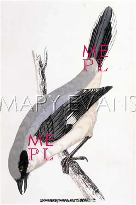 : GREAT GREY SHRIKE : GREAT GREY SHRIKE