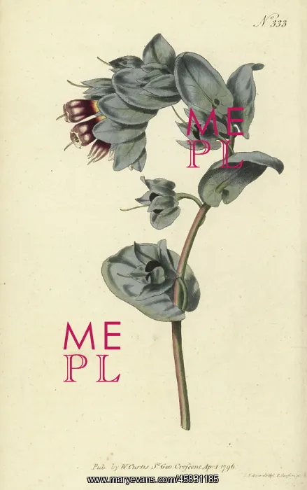 : Great honeywort, Cerinthe major : Great honeywort, Cerinthe major