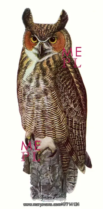  : Great Horned Owl