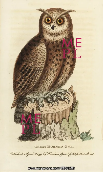 : Great horned owl, Bubo virginianus : Great horned owl, Bubo virginianus