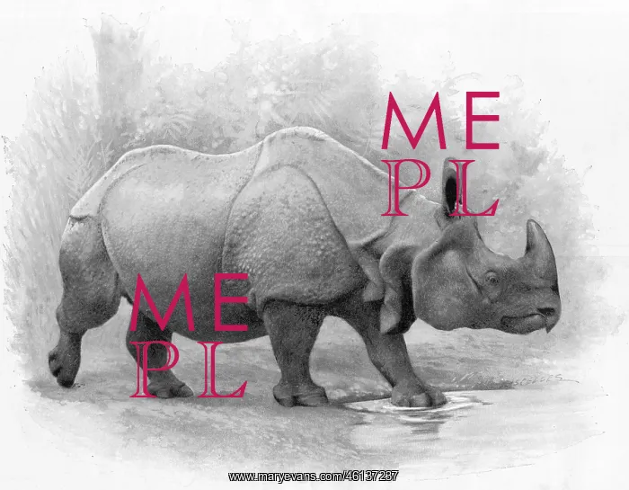 : Great Indian Rhinoceros, 1899 : Great Indian Rhinoceros, 1899