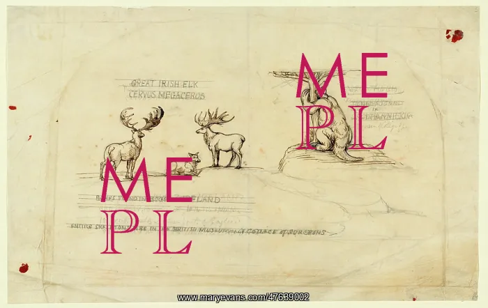 : Great Irish Elk, Megatherium : Great Irish Elk, Megatherium
