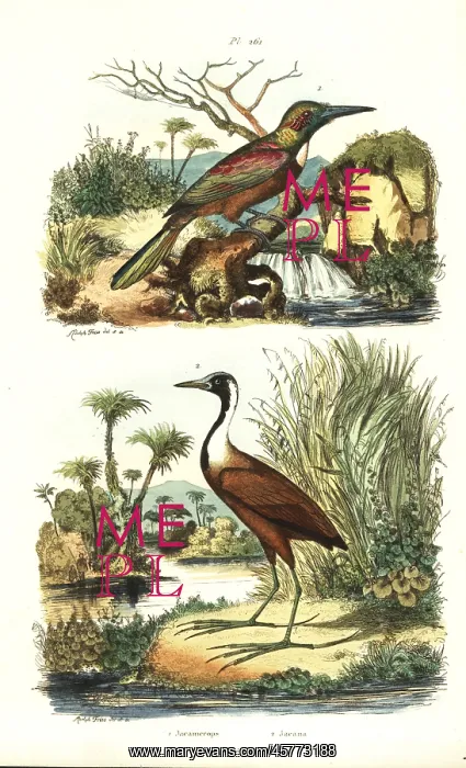 : Great jacamar, Jacamerops aureus, and northern : Great jacamar, Jacamerops aureus, and northern