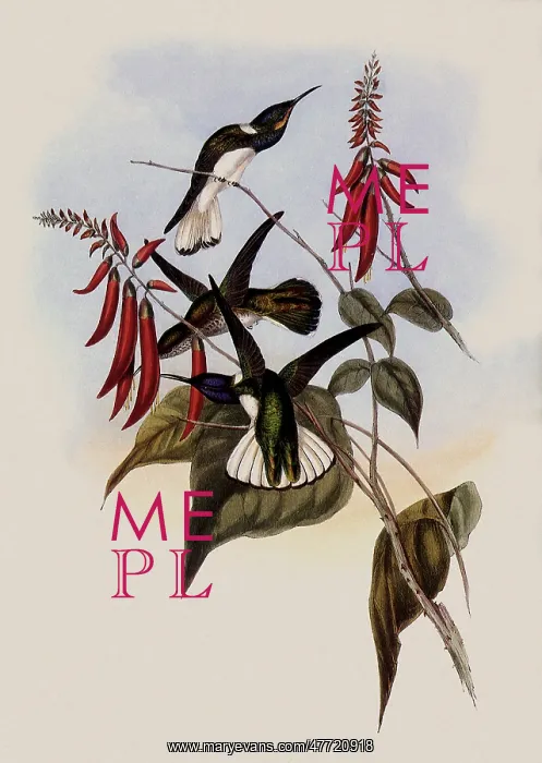 : Great Jacobin, Florisuga Flabellifera : Great Jacobin, Florisuga Flabellifera