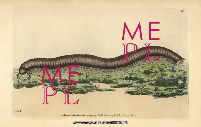 : Great julus millipede, Julus maximus Giant : Great julus millipede, Julus maximus Giant