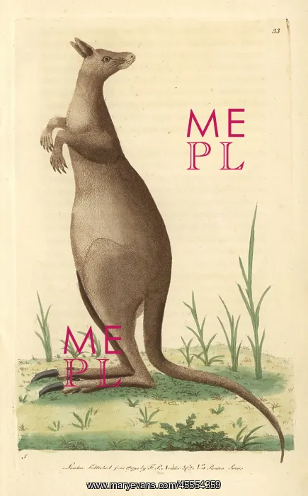: Great kanguroo or eastern grey kangaroo, Macropus giganteus : Great kanguroo or eastern grey kangaroo, Macropus giganteus