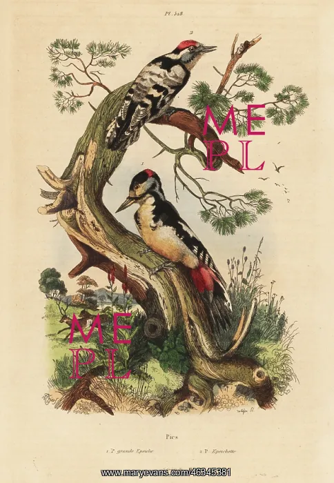: Great and lesser spotted woodpeckers : Great and lesser spotted woodpeckers