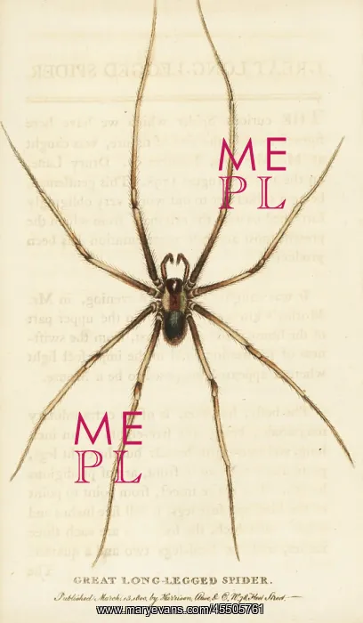 : Great long-legged spider : Great long-legged spider