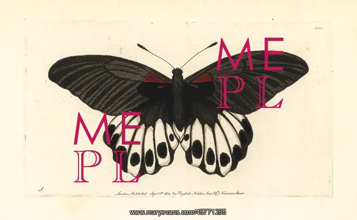 : Great mormon butterfly, Papilio memnon : Great mormon butterfly, Papilio memnon