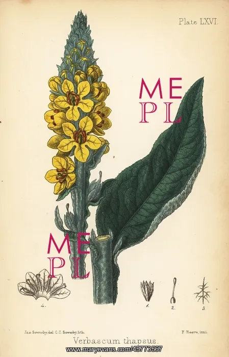 : Great mullein, Verbascum thapsus : Great mullein, Verbascum thapsus