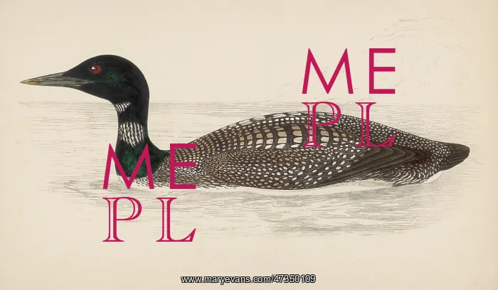 : GREAT NORTHERN DIVER : GREAT NORTHERN DIVER