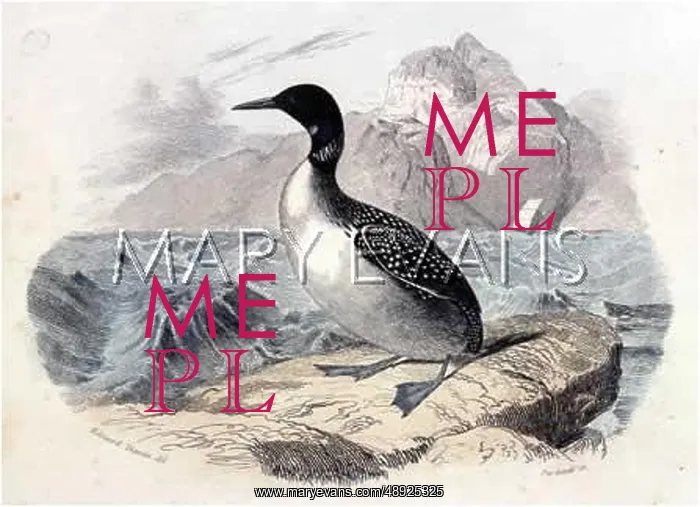 : GREAT NORTHERN DIVER : GREAT NORTHERN DIVER