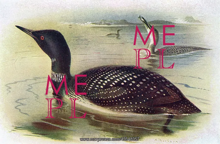 : Great Northern Diver (Gavia immer) : Great Northern Diver (Gavia immer)
