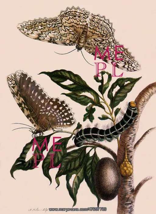 : Great Owlet Moth : Great Owlet Moth