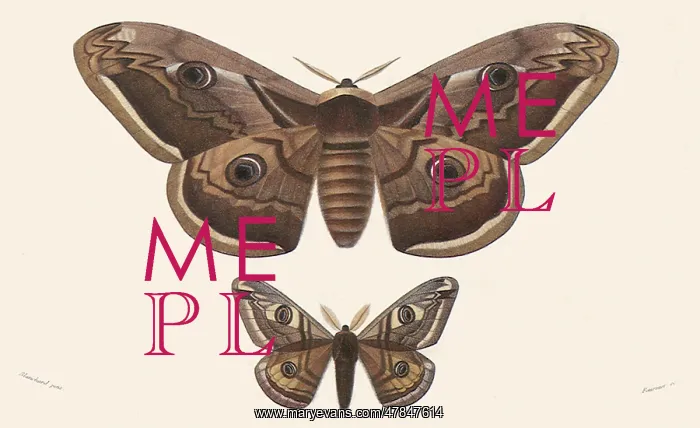 : Great Peacock Moth and Emperor Moth : Great Peacock Moth and Emperor Moth