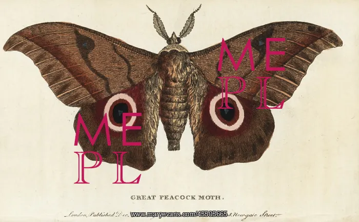 : Great peacock moth, Saturnia pyri : Great peacock moth, Saturnia pyri