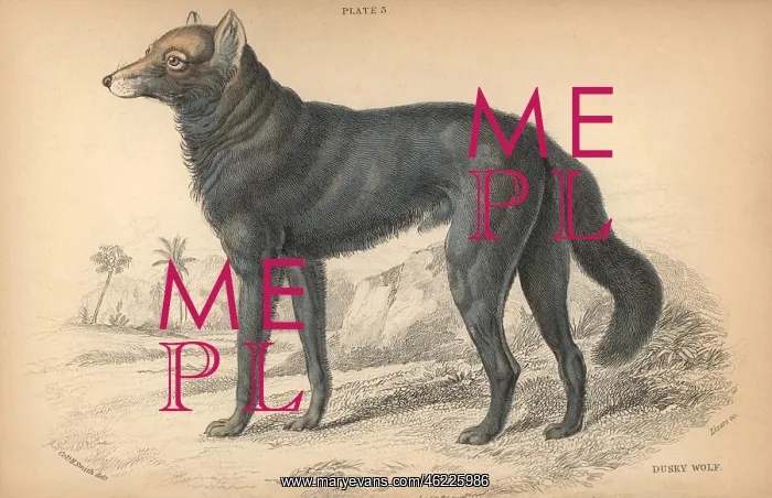 : Great Plains wolf or buffalo wolf, Canis lupus : Great Plains wolf or buffalo wolf, Canis lupus