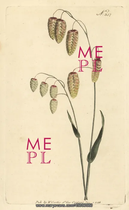 : Great quaking grass, Briza maxima : Great quaking grass, Briza maxima