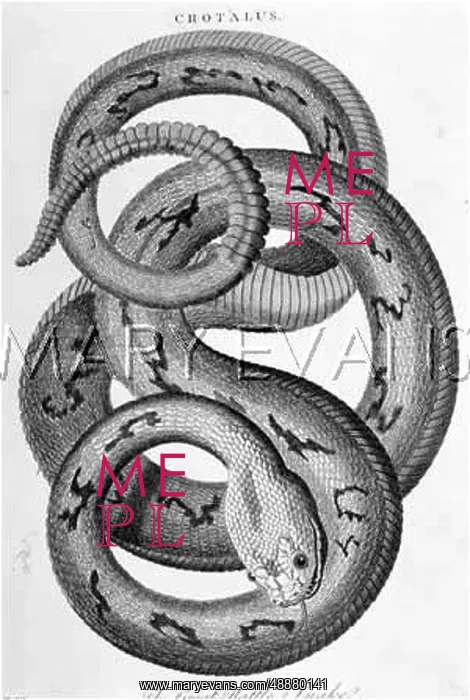  : GREAT RATTLESNAKE