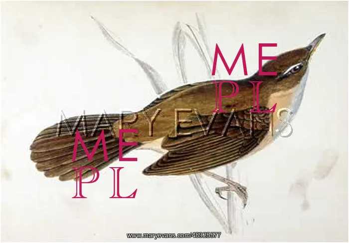 : GREAT REED WARBLER (M) : GREAT REED WARBLER (M)