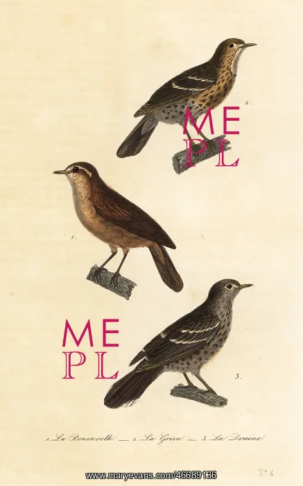 : Great reed warbler, song thrush and mistle thrush : Great reed warbler, song thrush and mistle thrush