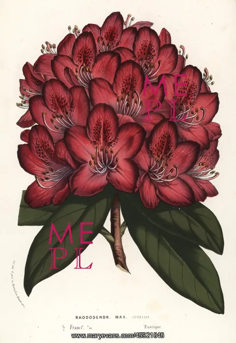 : Great rhododendron hybrid, Othello, Rhododendron maximum : Great rhododendron hybrid, Othello, Rhododendron maximum