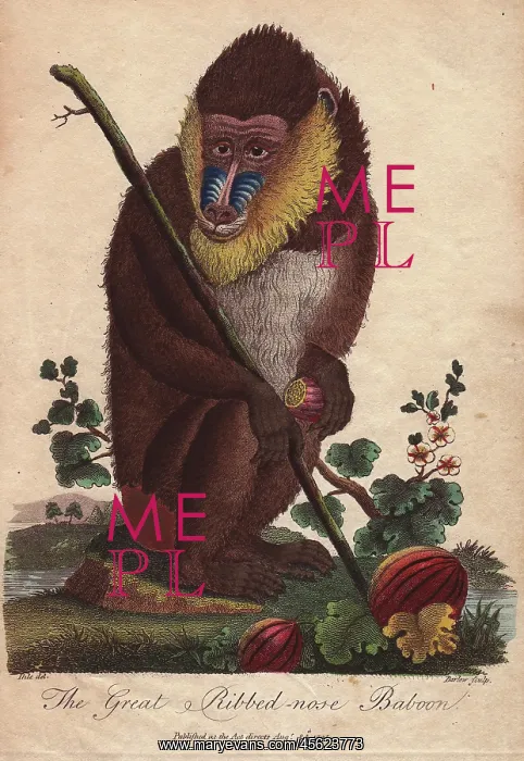 : Great ribbed-nose baboon, Mandrillus sphinx : Great ribbed-nose baboon, Mandrillus sphinx