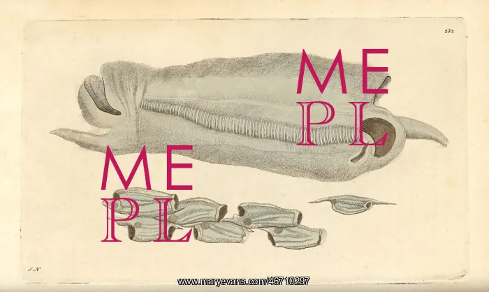 : Great salpa, Salpa maxima : Great salpa, Salpa maxima
