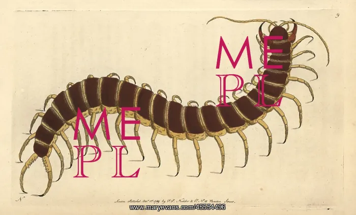 : Great scolopendra or centipede, Scolopendra morsitans : Great scolopendra or centipede, Scolopendra morsitans