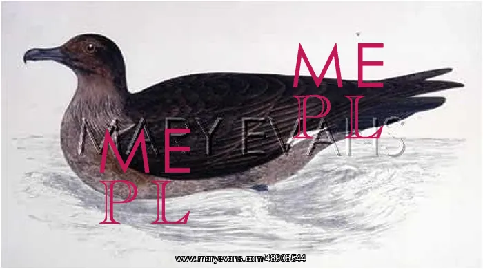 : GREAT SKUA (MORRIS) : GREAT SKUA (MORRIS)