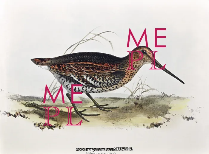 : Great Snipe : Great Snipe